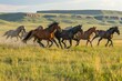 Group Of Wild Horses running Galloping Across A Meadow