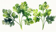 Watercolor illustration green parsley leaves and twigs over white background. Fresh healthy herbs