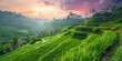A lush green hillside with a beautiful sunset in the background