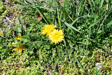 Wall Mural - Dandelions