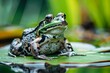 : A close-up of a frog sitting on a lily pad, with a blurred background
