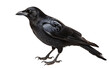 A sleek black bird perched gracefully atop a stark white ground