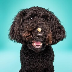 Beautiful black doodle dog isolated on turquoise background. looking at camera . front view. dog studio portrait.happy dog .dog isolated .puppy isolated .puppy closeup face,indoors.turquoise backgrou