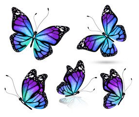 Wall Mural - Color bright butterfly set, isolated on white