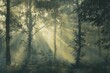 : A misty forest in the early morning, with sunlight filtering through the trees