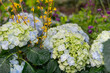 blue potted hydrangeas with dainty yellow forsythia flowers
