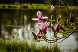 Fototapeta  - Kwiaty magnolii