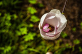 Fototapeta  - Kwiat magnolii