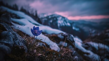 Poster -  A snowy peak stands tall behind two hills, each adorned with a single blue blossom