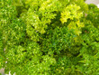 Closeup of a bouquet of parsley, showing the leaf texture