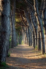 Wall Mural - Forest Path With Tree-lined Sides