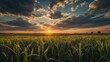 Green wheat field at sunset cloudy sky background. Agricultural landscape