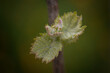 Vine sprout. Bud on the grape branch in a wine yeard