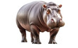 A magnificent hippopotamus stands gracefully in front of a white backdrop