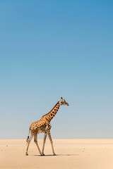 giraffe walking in the savanna. african savannah and wildlife concept. national reserve, kenya. ecos