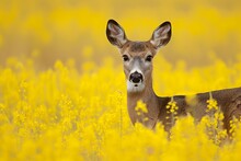 An Image Of A Young Deer In The Middle Of A Bright Yellow Canola Field.