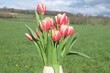 Pink garden tulips (tulipa gesneriana) in bloom