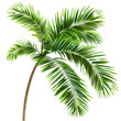 Tropical beach coconut palm tree leaves on transparent or white background