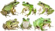 Photo realistic wild predator frog animal  set collection. Isolated on white background 