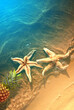 Yellow pineapple and starfish on a blue water background.