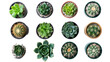 Top view of small potted cactus succulent plants on transparent or white background