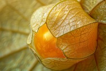Delicate Physalis Peruviana Or Cape Gooseberry Fruit In Macro Detail, Food Photography
