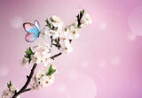 Fototapeta Desenie - Blossom tree over nature background with butterfly. Spring flowers. Spring background.