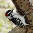The downy woodpecker (Dryobates pubescens) is a species of woodpecker, the smallest in North America. 