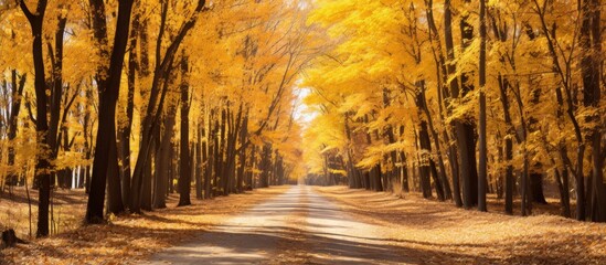 Wall Mural - A natural landscape painting of a road in the middle of a deciduous forest, with trees adorned in tints and shades of yellow leaves under the blue sky