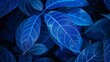 Detailed blue leaves with luminous veins for nature-inspired design. Close-up of intricate leaf vein patterns against dark backdrop
