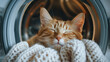 Ginger Cat Napping in Washing Machine, Cozy and Cute Home Scene