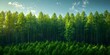 A lush green forest with a clear blue sky symbolizing environmental protection and sustainability efforts. Concept Nature Conservation, Sustainability, Green Lifestyle, Forest Protection