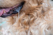 Close-up shot capturing a thick drool hanging from the mouth of a golden retriever, signaling potential tiredness or hunger