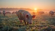 A serene morning scene with pigs grazing in dew-covered fields, farm life awakening