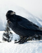 Raven (Corvus corax); Grand Teton NP; Wyoming