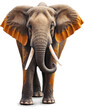 Elefant mit bräunlich gefärbten Ohren läuft direkt auf uns zu 