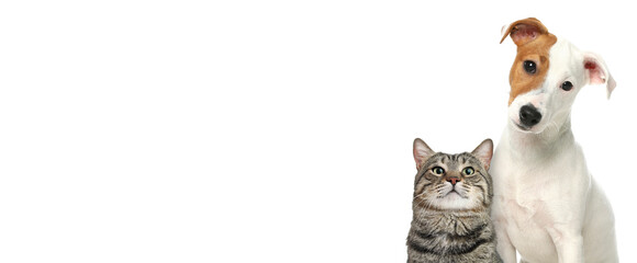 Wall Mural - Cute cat and adorable dog on white background. Banner design with space for text