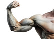 Muscular Portrait: Strong, with Powerful Arms