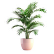Houseplant in pink flowerpot on transparent background. Arecales tree with pink tint