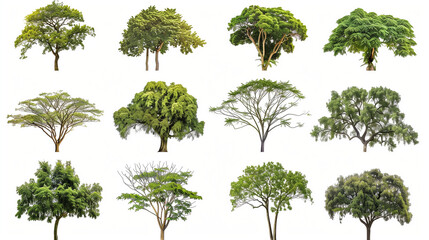 Tree collection, Beautiful large, tropical tree set suitable for use in design or decoration, isolated on a white background