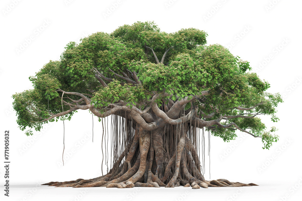 Ancient banyan Tree isolated on white background Stock Photo | Adobe Stock