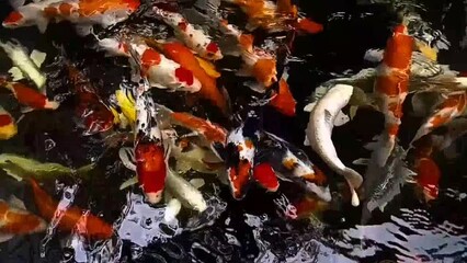 Wall Mural - Koi fish swimming in the pond.