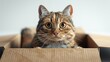© Papatsorn - Tabby cat with wide eyes emerging from a cardboard hideaway, playful and curious.