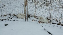 Two White Duck Pecking Soil In The Enclosure Corner Through Layer Of Snow While Animals Being Cage Free Raised In Back Yard Farm Over Winter Season.
