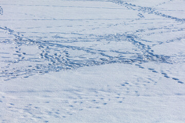 Wall Mural - Traces of people on white snow as a background