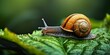 A green leaf serves as the path for the slow movement of a snail, Generative AI 