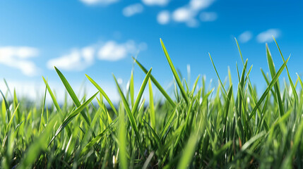 Sticker - green grass and blue sky  high definition(hd) photographic creative image