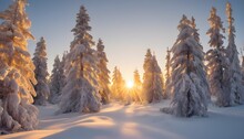 Golden Morning Light On Snow-covered Fir Trees