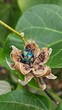 Male Hibiscus Flower Beetle