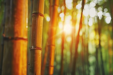 Canvas Print - Tranquil bamboo forest, sunlight filtering through tall, slender stalks.